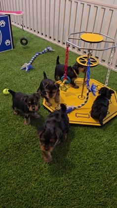 Yorkshire Terrier dogs for sale: Diesel - Video 1