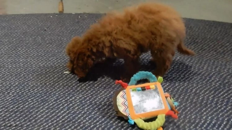 Mini Goldendoodle dogs for sale: Milo - Video 2