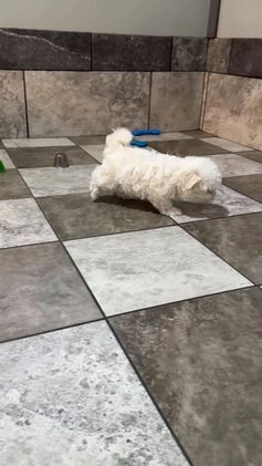 Maltese dogs for sale: Archie - Video 1