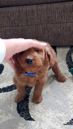 Goldendoodle dogs for sale: Pete-medium size  - Video 1