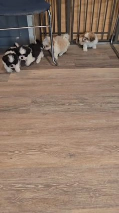 Shih Tzu dogs for sale: Mittens - Video 1