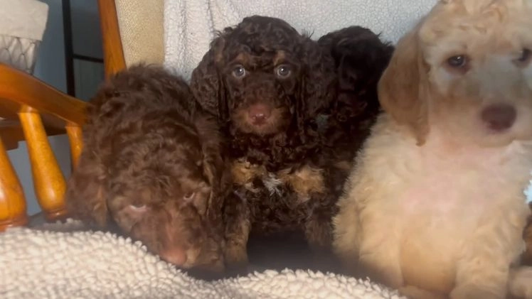 Standard Poodle dogs for sale: Milo❤️🐾AKC Genetic Tested ❤️6108066386 - Video 1