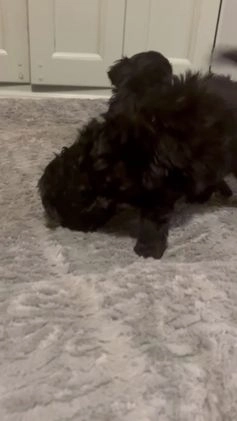 Mixed Breed dogs for sale: Puppy 3 ( toy aussiedoodle ) - Video 2