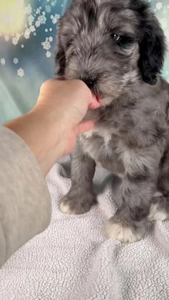 Mixed Breed dogs for sale: Bethany - Video 1