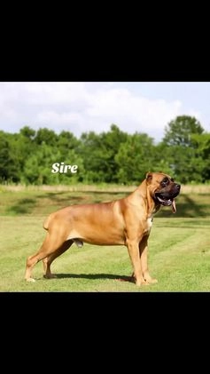 Cane Corso dogs for sale: Cane Corso Puppy 2 - Video 2