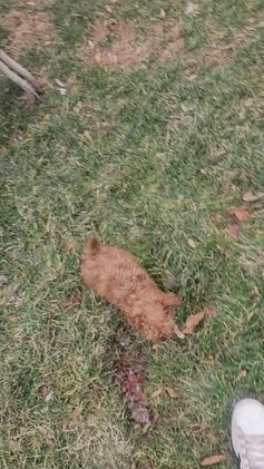 Cavapoo dogs for sale: Tiny Tim - Video 2