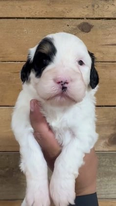 Mini Bernedoodle dogs for sale: Milo - Video 7