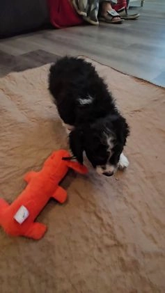 Cockapoo dogs for sale: Kanga - Video 1