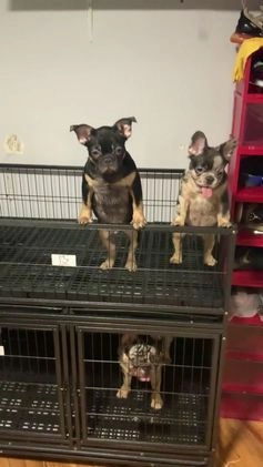 French Bulldog dogs for sale: Moon  - Video 2
