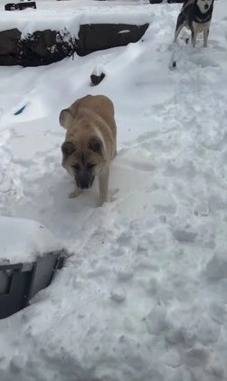 Mixed Breed dogs for sale: aspen - Video 1