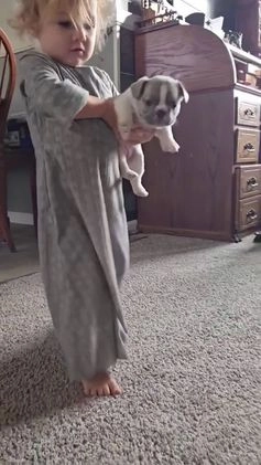 French Bulldog dogs for sale: Hope - Video 1