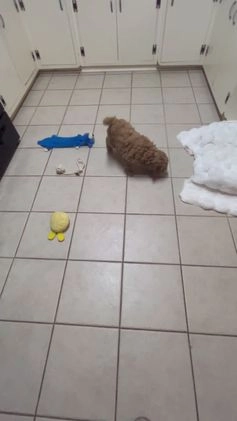 Mini Goldendoodle dogs for sale: Mini Goldendoodle Puppy Frosty  - Video 1