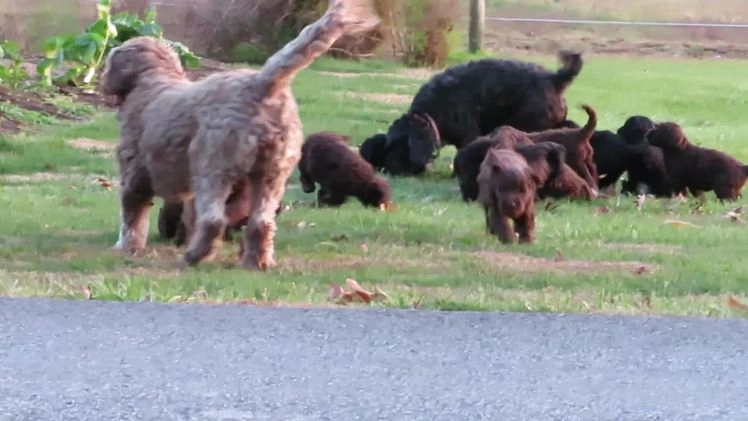 Portuguese Water Dog dogs for sale: Cody - Video 5