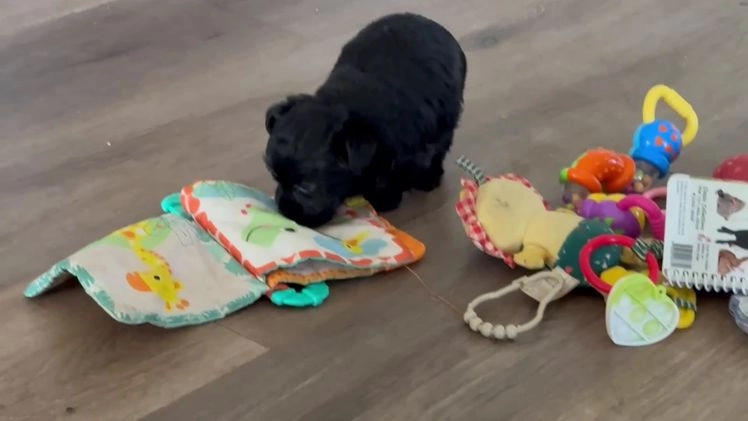 Yorkiepoo dogs for sale: Ginger - Video 1