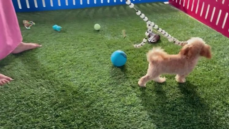 Maltipoo dogs for sale: Eldo - Video 4