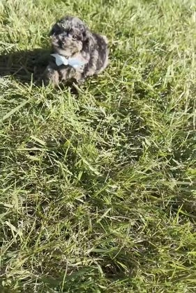 Toy Poodle dogs for sale: Tiana - Video 1