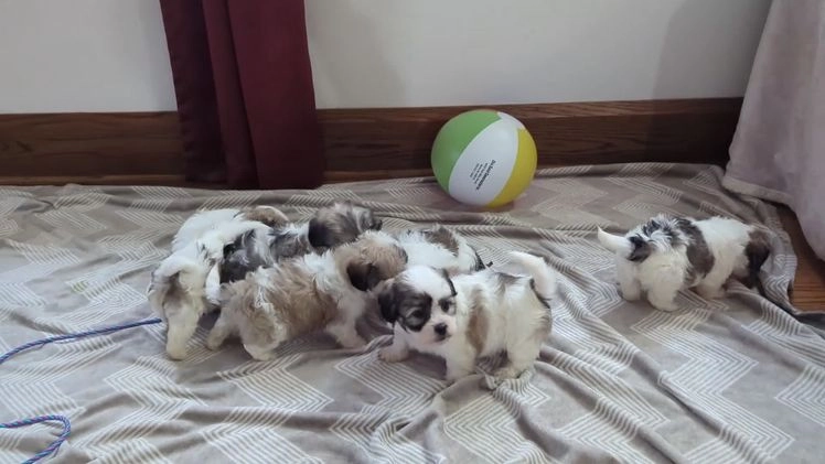 Teddy Bear dogs for sale: Ivory - Video 1