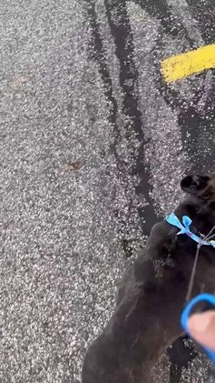 French Bulldog dogs for stud: Blue Merle  - Video 1