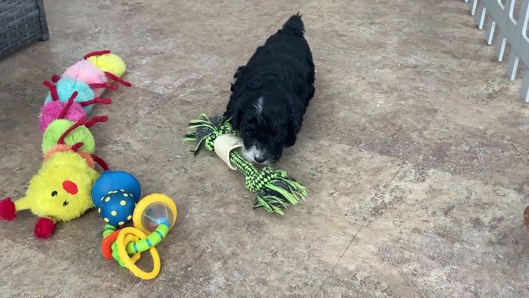 Toy Poodle dogs for sale: Ben  - Video 1