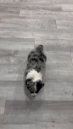 Australian Shepherd dogs for sale: Chloe - Video 1