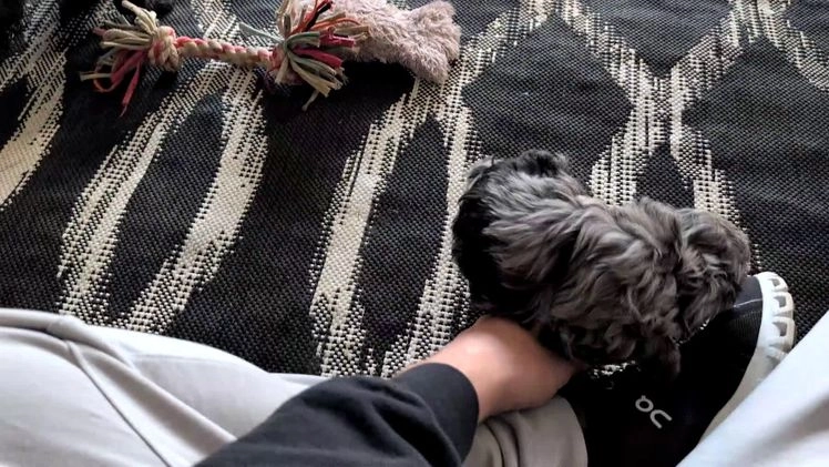 Cockapoo dogs for sale: Shiloh - Video 5