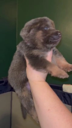 German Shepherd dogs for sale: German Shepherd Puppy 4 - Video 1