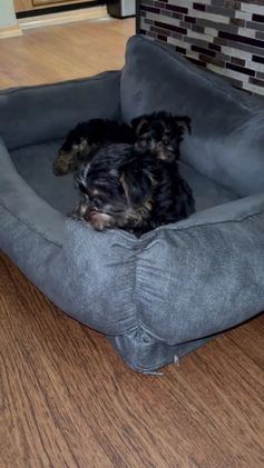 Yorkshire Terrier dogs for sale: Yorkshire Terrier Puppy 3 - Video 2