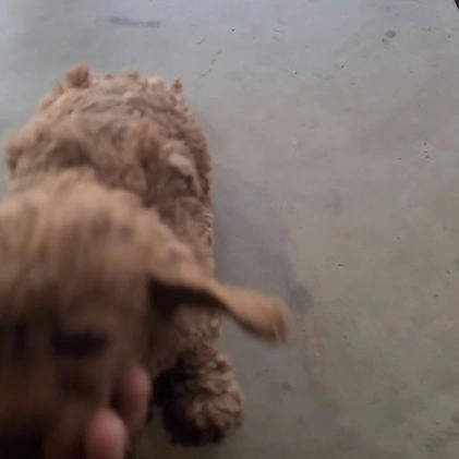 Mini Goldendoodle dogs for sale: Ronnie f one b - Video 1