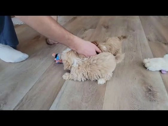 Maltipoo dogs for sale: Flo  - Video 1
