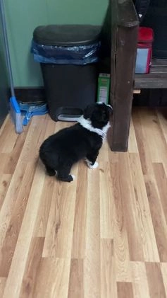 Australian Shepherd dogs for sale: Missy - Video 1