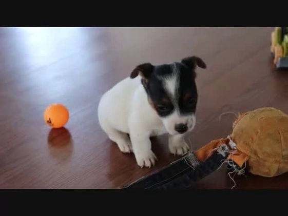 Jack Russell Terrier dogs for sale: Simon - Video 1