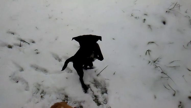 Mixed Breed dogs for sale: Tiny - Video 2