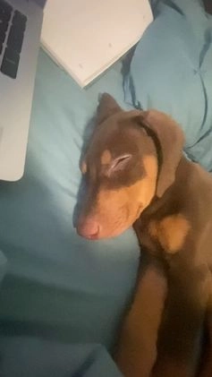 Doberman Pinscher dogs for sale: Kane - Video 2