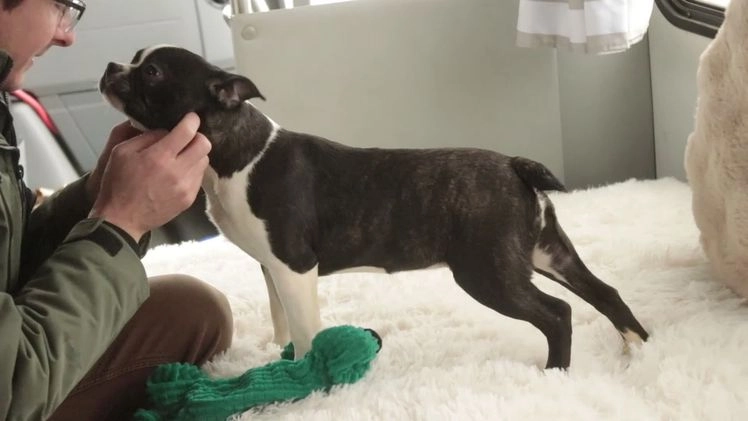 Boston Terrier dogs for sale: Howie - Video 1