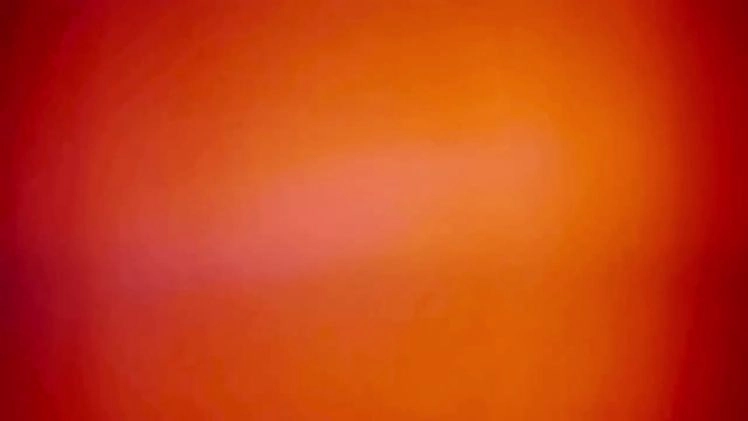 Miniature Dachshund dogs for sale: Domino - Video 1