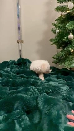 Bichon Frise dogs for sale: Cody ACA - Video 3