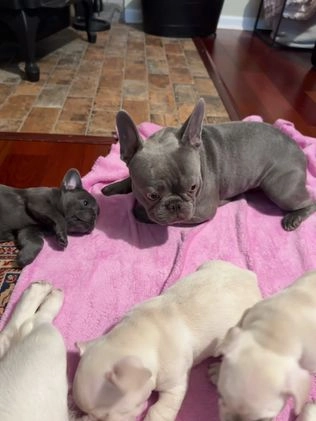 French Bulldog dogs for sale: Georgiana - Video 3
