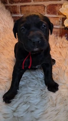 Mixed Breed dogs for sale: Sadie - Video 1