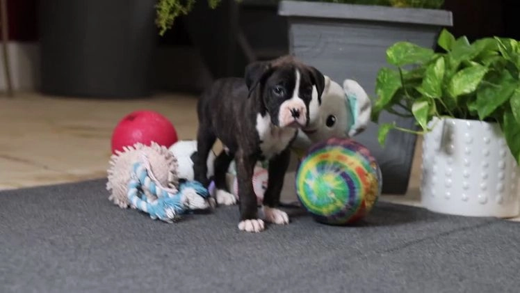 Boxer dogs for sale: Maxl - Video 2