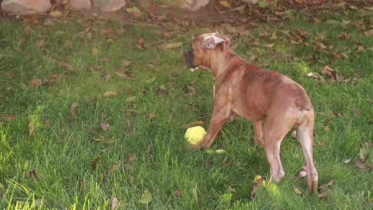 Boxer dogs for sale: Hallie - Video 4