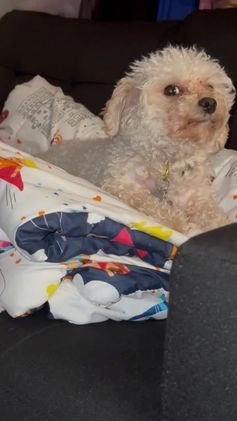 Havapoo dogs for sale: Havapoo Puppy 1 - Video 2