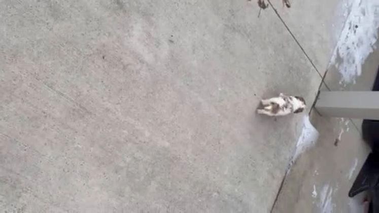 Cavapoo dogs for sale: Charlie - Video 2