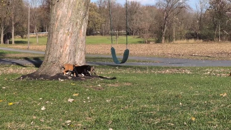 Boxer dogs for sale: Pax - Video 1