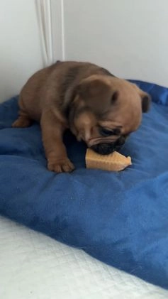 French Bulldog dogs for sale: French Bulldog Puppy 3 - Video 1