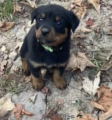 Rottweiler dogs for sale: Holly - Video 1