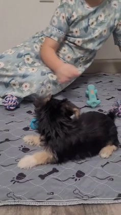 Morkie dogs for sale: Twix - Video 1