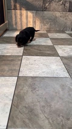 Miniature Dachshund dogs for sale: Troy - Video 1