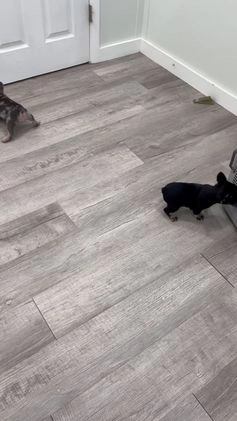 French Bulldog dogs for sale: Bella - Video 2