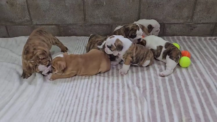English Bulldog dogs for sale: Maria  - Video 2