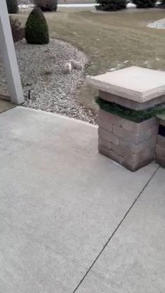 Maltipoo dogs for sale: Max - Video 2